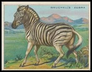12 Bruschell's Zebra